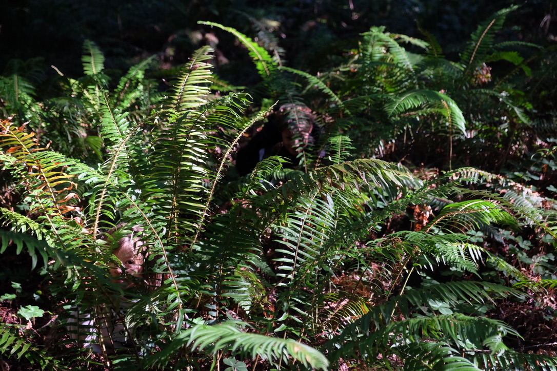 humboldt redwoods state park