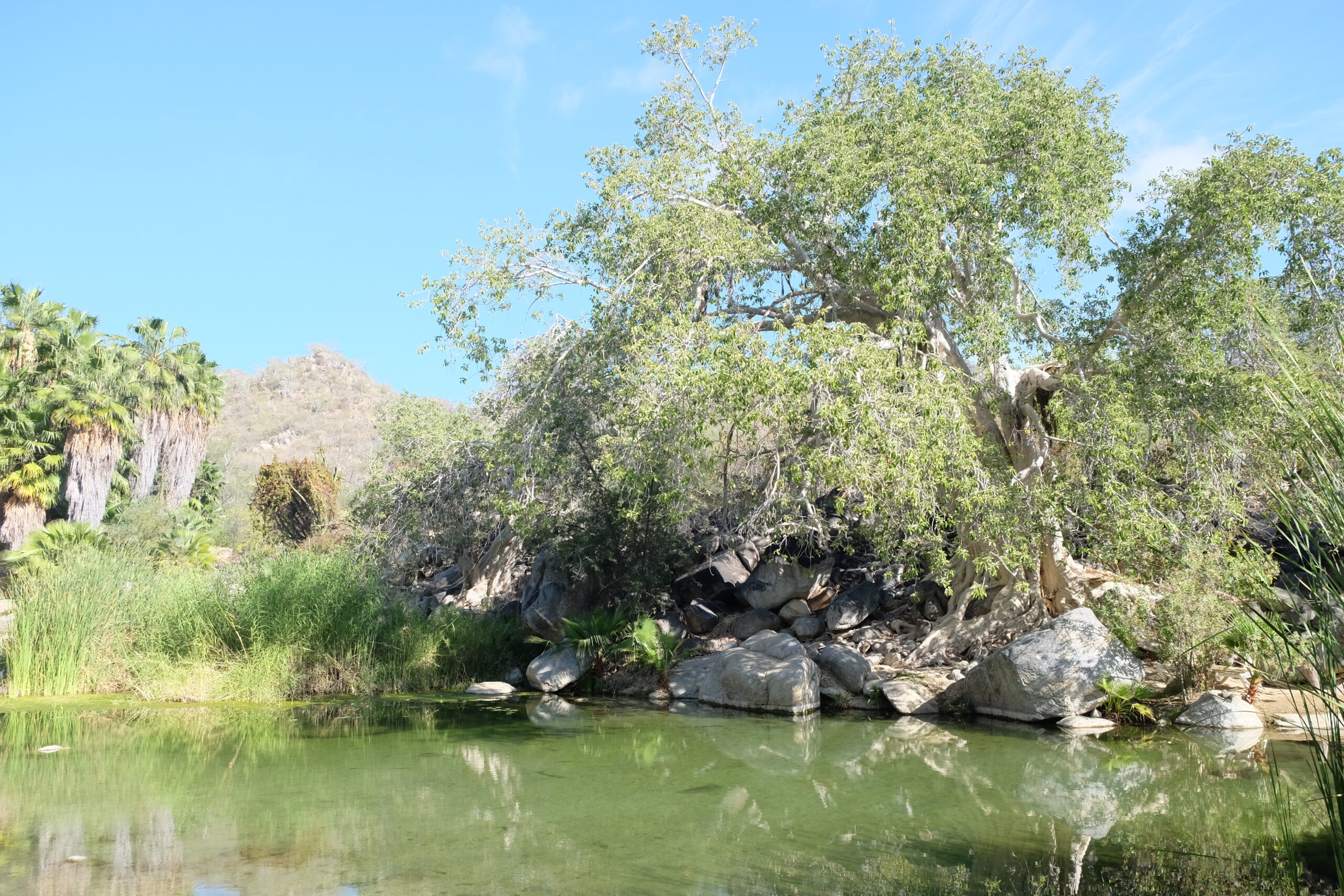 santa rita